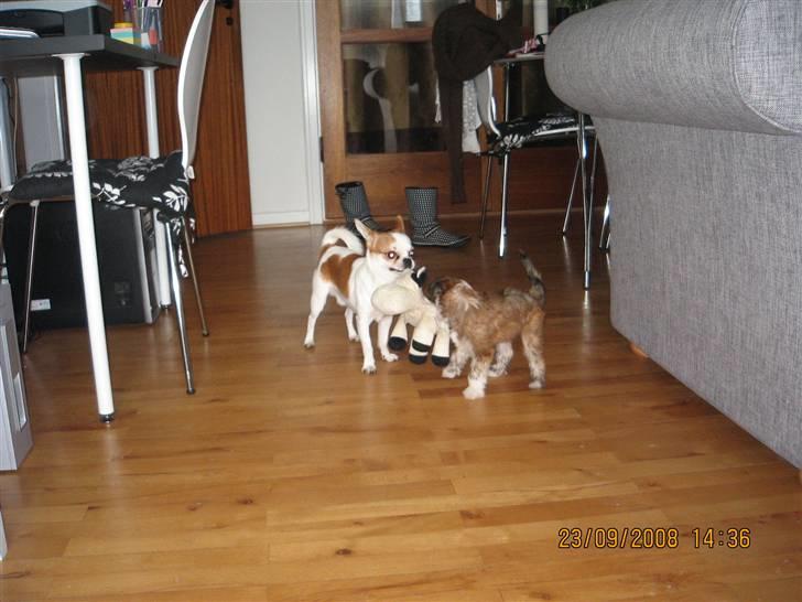 Chihuahua boo - boos lille pige veninde ven billede 6