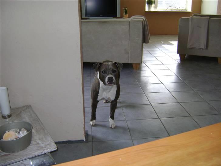 Amerikansk staffordshire terrier Zari - 1 år 4 mdr billede 13