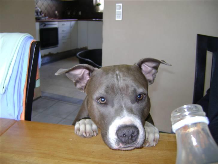 Amerikansk staffordshire terrier Zari - 1 år 4 mdr billede 14