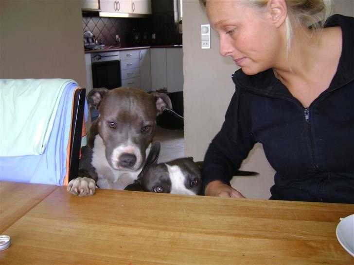 Amerikansk staffordshire terrier Zari billede 15