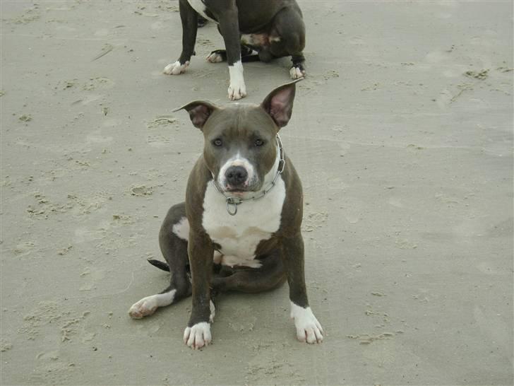 Amerikansk staffordshire terrier Zari billede 16