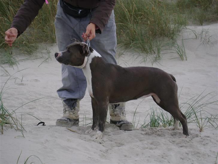 Amerikansk staffordshire terrier Zari billede 17