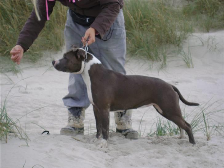 Amerikansk staffordshire terrier Zari - bliver bedre og bedre til udstille billede 18