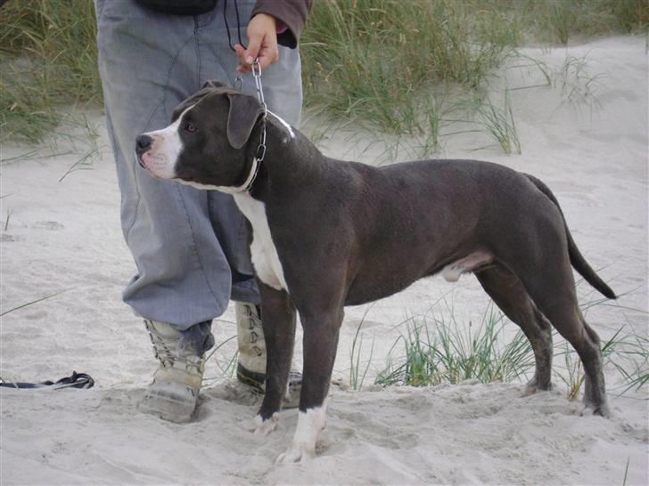 Amerikansk staffordshire terrier Zorro - 1 år 4 mdr billede 18