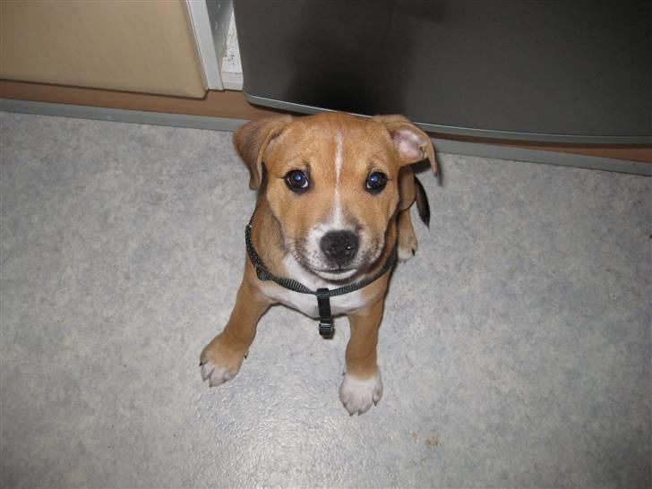 Staffordshire bull terrier Simba - Lille sim :) billede 7