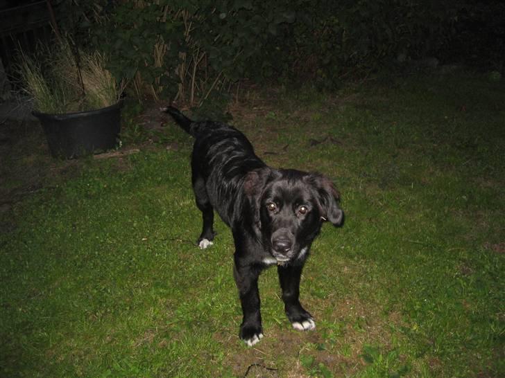 Blanding af racer Lulu billede 12