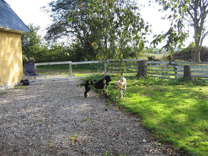 Blanding af racer Lulu - Lulu og hendes nye legekammerat Balu som flytter ind den 2.oktober 2008 billede 13