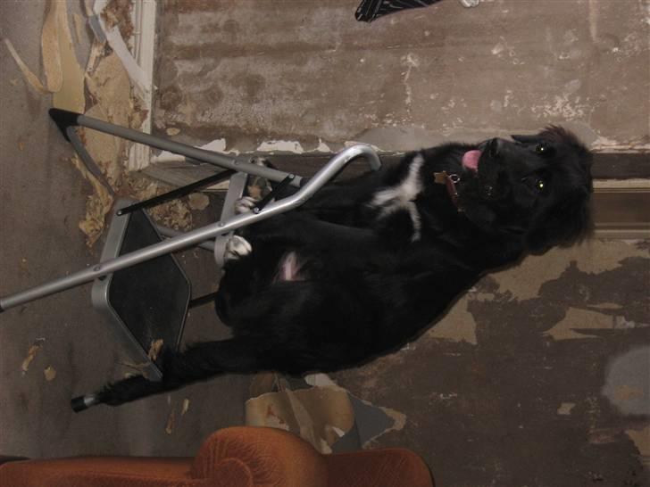 Blanding af racer Lulu - Holder liiige lidt øje med håndværkerne.... billede 14