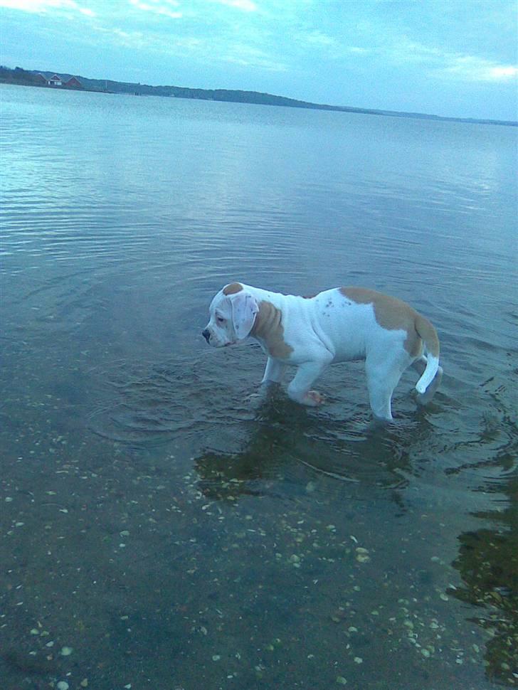 Amerikansk bulldog Trunte billede 8