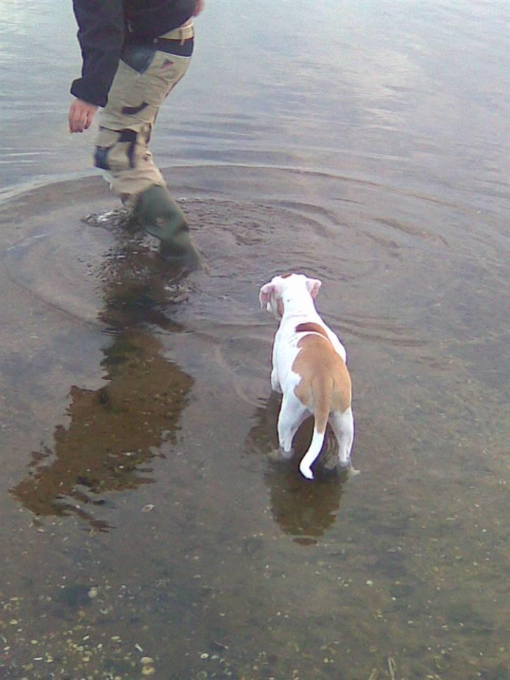 Amerikansk bulldog Trunte billede 9