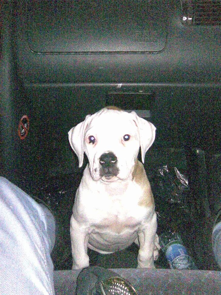 Amerikansk bulldog Trunte billede 10