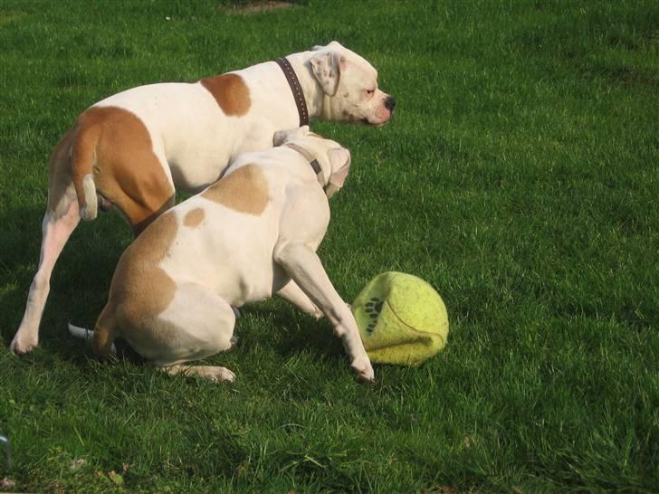 Amerikansk bulldog Trunte - ITrunte og Triton! billede 12