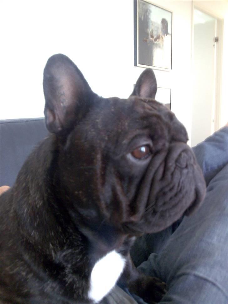 Fransk bulldog Fanto    R.I.P. - Jeg er bare så lækker... billede 1