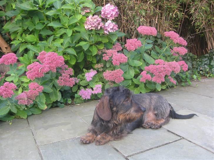 Gravhund Atempo's Yana (Jarna) - Yana ude vores have, foran blomsterne. billede 3