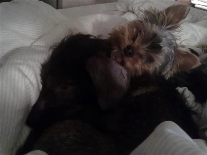 Gravhund Atempo's Yana (Jarna) - Jarna og Waldemar putter i min seng :D billede 10