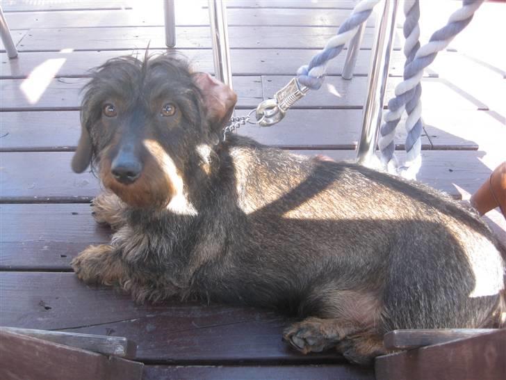 Gravhund Atempo's Yana (Jarna) - Yana på en café ved Søerne i KBH. billede 4