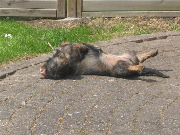 Gravhund Atempo's Yana (Jarna) - Yana på en varm sommerdag<3 billede 5