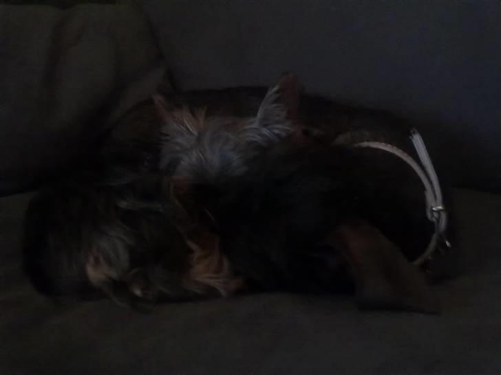 Gravhund Atempo's Yana (Jarna) - Yana og Waldemar putter i sofaen :) billede 11