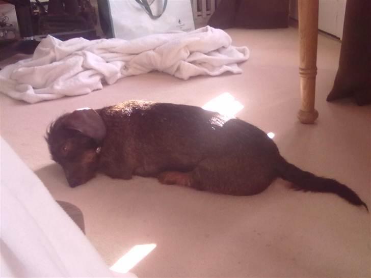 Gravhund Atempo's Yana (Jarna) - Yana slapper af på mit gulv :b det ser så sjovt ud, når hun ligger sådan :D billede 7