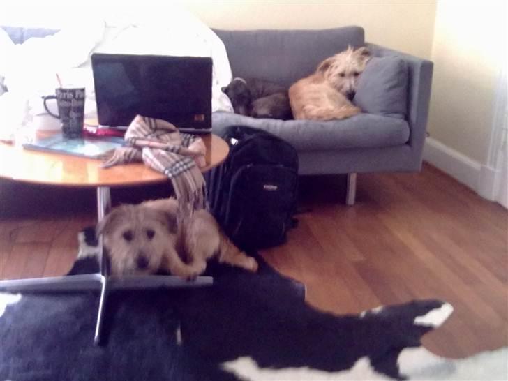 Gravhund Atempo's Yana (Jarna) - Yana og Alva i sofaen, og Aifi under bordet :) Sådan ligger mine hunde med mig, når jeg er syg :D billede 13