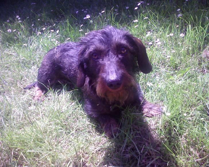 Gravhund Atempo's Yana (Jarna) - Søde Yana på græsplænen. <3 billede 8