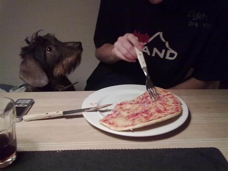 Gravhund Atempo's Yana (Jarna) - Jarna der er meget interesseret i pizza. billede 15