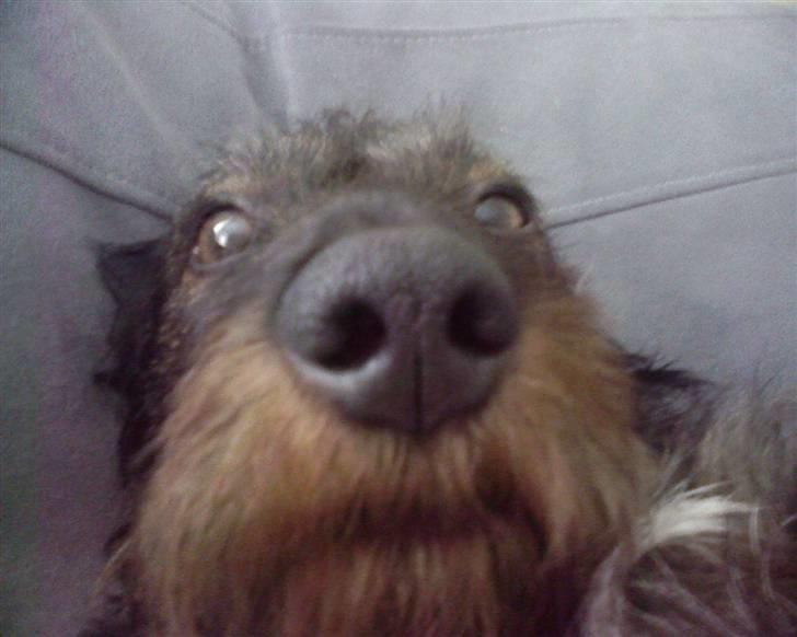 Gravhund Atempo's Yana (Jarna) - Close-up af Yanas næse. d: <3 billede 9