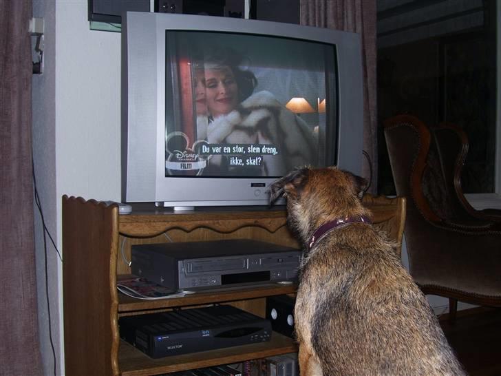 Border terrier Lutra's Belle - Belle ser frække ting. ;) Ej... Men hold op hvor jeg grinede meget. d: Det er bare mega komisk...! billede 4