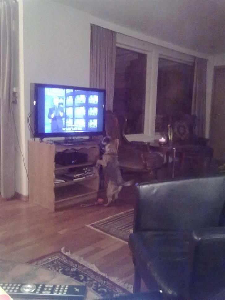 Border terrier Lutra's Belle - Belle ser Americas Funniest Homevideos :D billede 7