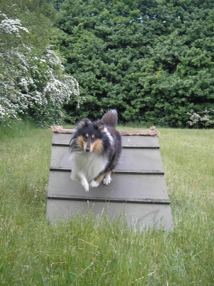 Collie langhåret Lucca   billede 17