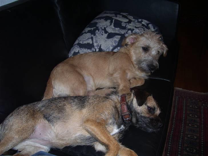 Border terrier Lutra's Belle - Belle (nedderst) og Aifi (øverst) dovner på sofaen. Aifi er min anden hund. billede 8