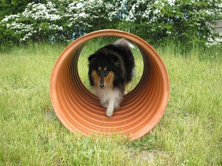 Collie langhåret Lucca   billede 18