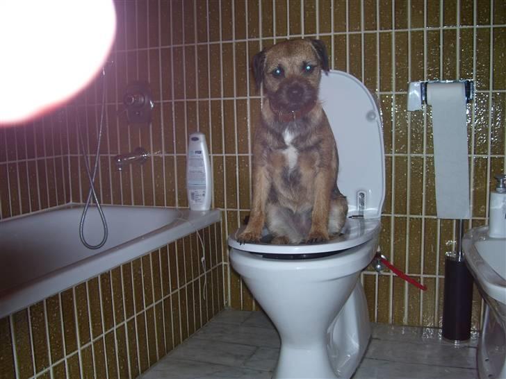 Border terrier Lutra's Belle - Belle fik lige lyst til at gå på toilettet? xD (Beklager fingeren i venstre hjørne) billede 9