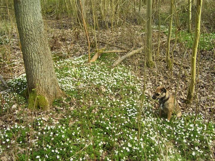 Border terrier Lutra's Belle - Imellem alle blomsterne. <3 billede 3