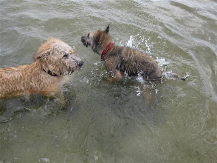 Border terrier Lutra's Belle - "Urg!" Man kan nærmest se ordene i Alvas ansigt: "Arg, Belle!" ... :D haha. d: <3 På Dragør strand. billede 11
