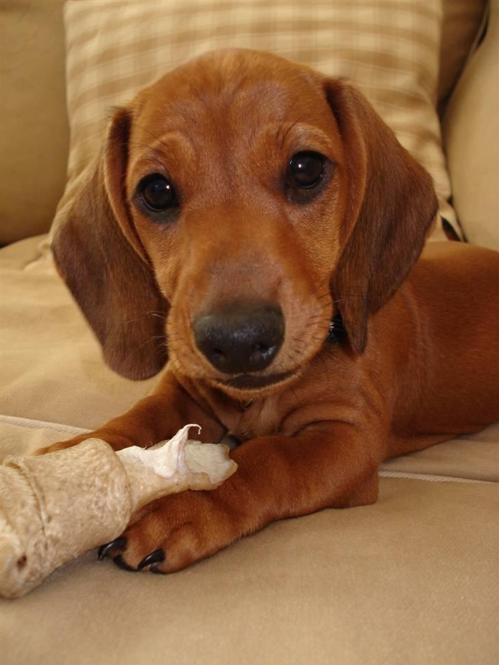 Gravhund Dario billede 1