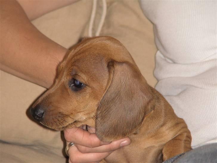 Gravhund Dario billede 2