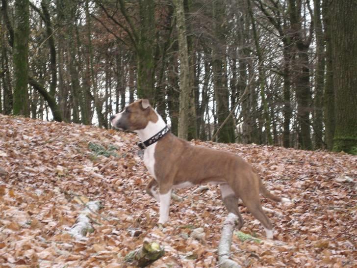 Amerikansk staffordshire terrier Opal Du Oxygen billede 1