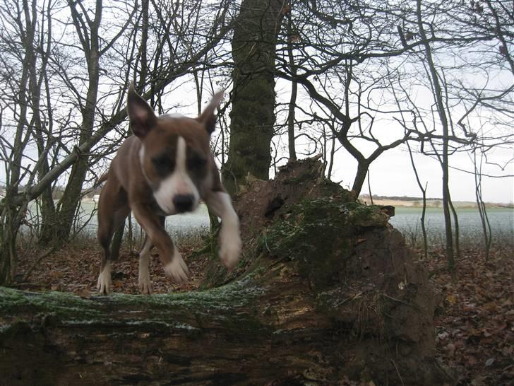 Amerikansk staffordshire terrier Opal Du Oxygen - Tror jeg er en fugl med de ører, men far siger jeg er en hund billede 2