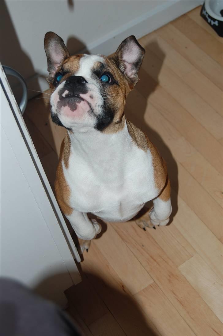 Engelsk bulldog Homer zetzsche Von kynoff billede 13