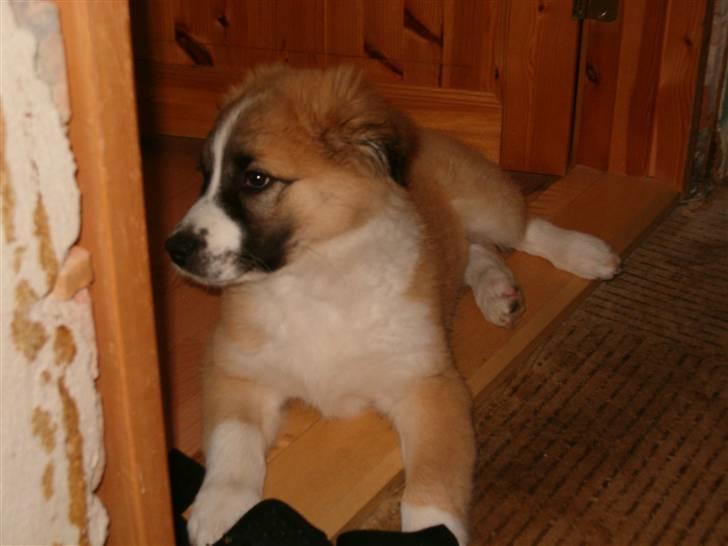 Blanding af racer Kira Cooper *R.I.P* - smukke kira kigger ind i køkkenet efter vi rev tappetet ned billede 17