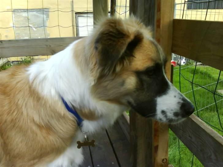 Blanding af racer Kira Cooper *R.I.P* - må jeg ikke komme ned til Trold og Mollie?? billede 18