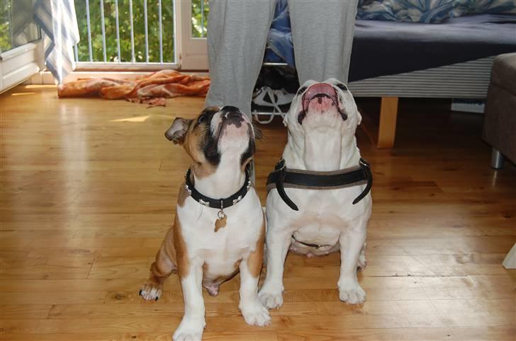 Engelsk bulldog Homer zetzsche Von kynoff billede 14