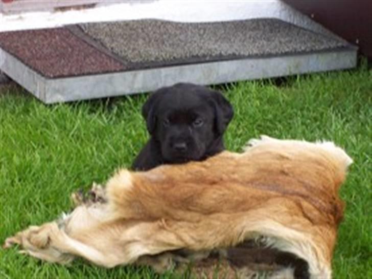 Labrador retriever Soukie - Jagthund er man vel altid billede 1