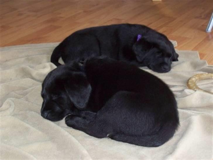 Labrador retriever Soukie - Soukie 7 uger billede 2