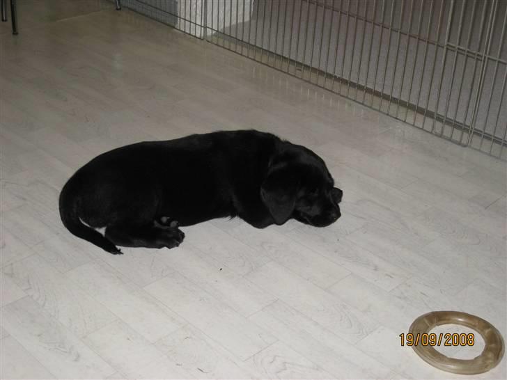 Labrador retriever Soukie - Sover fredeligt i hans nye hjem billede 3