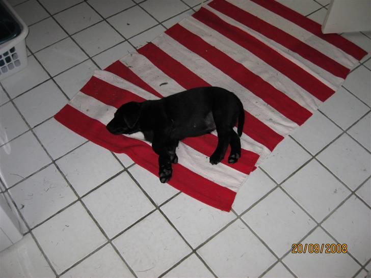 Labrador retriever Soukie - Gangen er hans, som i kan se billede 4