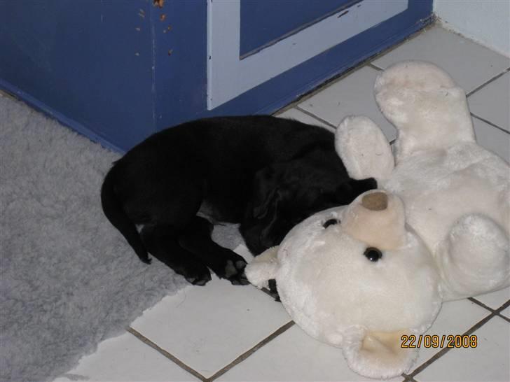 Labrador retriever Soukie - Mor kom hjem med denne bamse og den er bare god billede 5