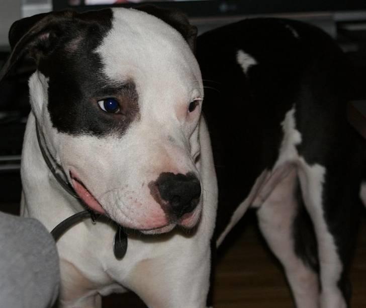 Amerikansk staffordshire terrier Cæser R.I.P billede 14