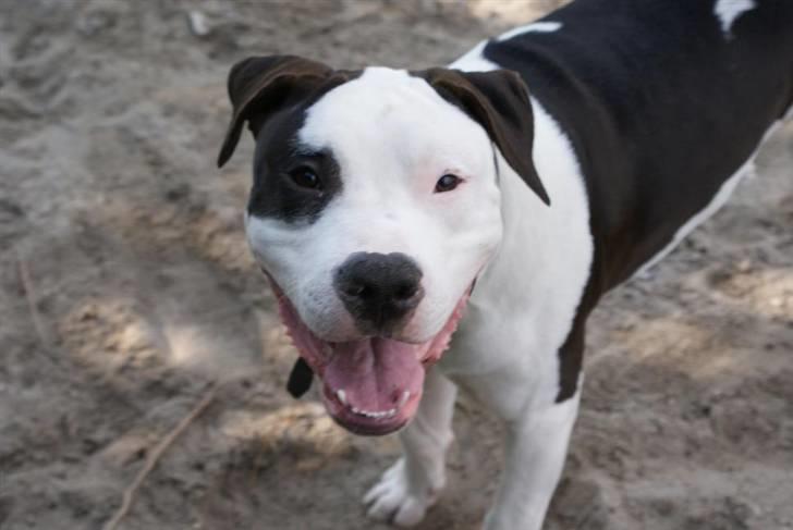 Amerikansk staffordshire terrier Cæser R.I.P billede 15